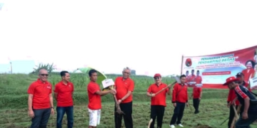 Peringati Hari Kartini dan Hari Bumi, PDI Perjuangan Banyumas Tanam Ratusan Bibit Pisang di Sumbang