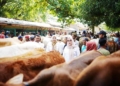 Jelang Idul Adha, Wabup Banyumas Temukan Harga Hewan Kurban Naik Rp5.000 per Kg
