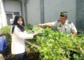 Panen Perdana! Warga Binaan Rutan Banyumas Sukses Jual 16 Ikat Kemangi dan 5 Kg Buncis ke Pasar