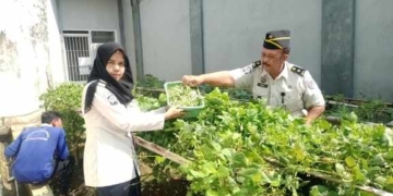 Panen Perdana! Warga Binaan Rutan Banyumas Sukses Jual 16 Ikat Kemangi dan 5 Kg Buncis ke Pasar
