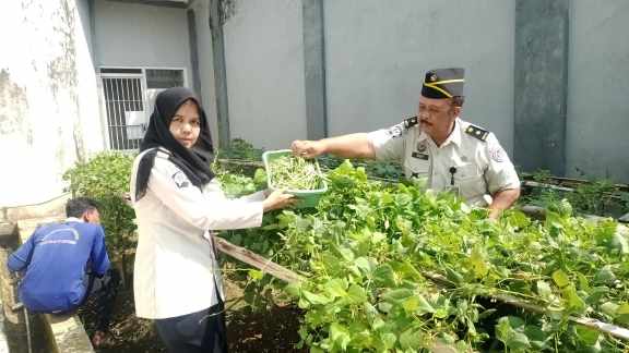 Panen Perdana! Warga Binaan Rutan Banyumas Sukses Jual 16 Ikat Kemangi dan 5 Kg Buncis ke Pasar
