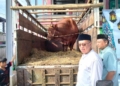 Sapi Kurban 1,1 Ton dari Presiden Prabowo Jadi 2.000 Paket Daging untuk Warga Banyumas