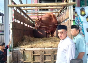 Sapi Kurban 1,1 Ton dari Presiden Prabowo Jadi 2.000 Paket Daging untuk Warga Banyumas