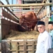 Sapi Kurban 1,1 Ton dari Presiden Prabowo Jadi 2.000 Paket Daging untuk Warga Banyumas