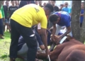 Bukan Sekadar Berkurban, Lapas Purwokerto Libatkan Narapidana Sembelih 13 Hewan Kurban sebagai Latihan Kerja