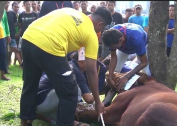 Bukan Sekadar Berkurban, Lapas Purwokerto Libatkan Narapidana Sembelih 13 Hewan Kurban sebagai Latihan Kerja