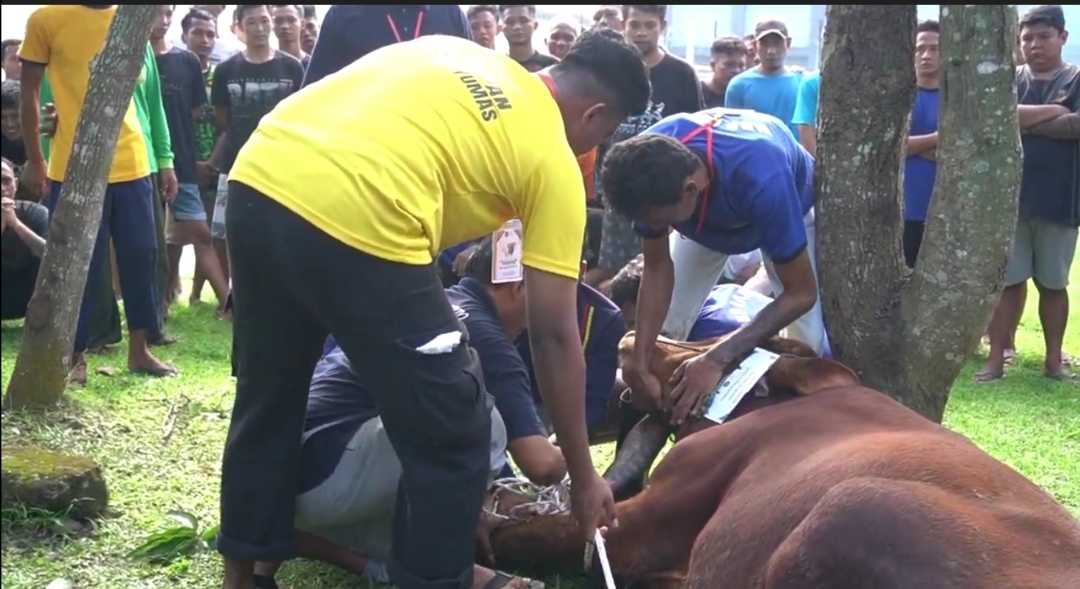 Bukan Sekadar Berkurban, Lapas Purwokerto Libatkan Narapidana Sembelih 13 Hewan Kurban sebagai Latihan Kerja