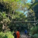 Dua Hari Hilang di Hutan Wanatirta Brebes, Lansia 78 Tahun Masih Dicari