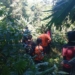 Tim Gabungan Masih Berjuang Cari Seorang Kakek yang Hilang di Hutan Wanatirta Brebes