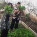 Panen 100 Kg Sayuran, Rutan Banyumas Beri Premi ke WBP Lewat Rekening BRIZZI