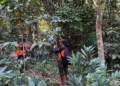 Sudah Sepekan Hilang, Kakek 78 Tahun Belum Ditemukan di Hutan Wanatirta Brebes