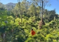 Dua Hari Terkatung di Hutan Cipendok, Sutarto Ditemukan Tim SAR Hanya 200 Meter dari Titik Hilang
