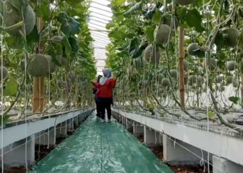 BUMDes Artha Lestari Ubah Lahan Perbukitan Jadi Sentra Melon Premium, Panen Raya Tembus 880 Pohon
