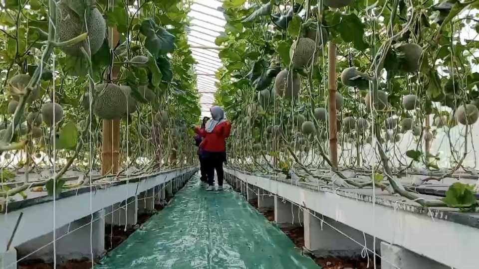 BUMDes Artha Lestari Ubah Lahan Perbukitan Jadi Sentra Melon Premium, Panen Raya Tembus 880 Pohon