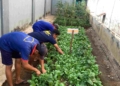 Rutan Banyumas Rawat Program Ketahanan Pangan, WBP Dilatih Disiplin dan Tanggung Jawab