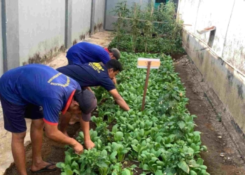 Rutan Banyumas Rawat Program Ketahanan Pangan, WBP Dilatih Disiplin dan Tanggung Jawab
