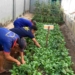 Rutan Banyumas Rawat Program Ketahanan Pangan, WBP Dilatih Disiplin dan Tanggung Jawab