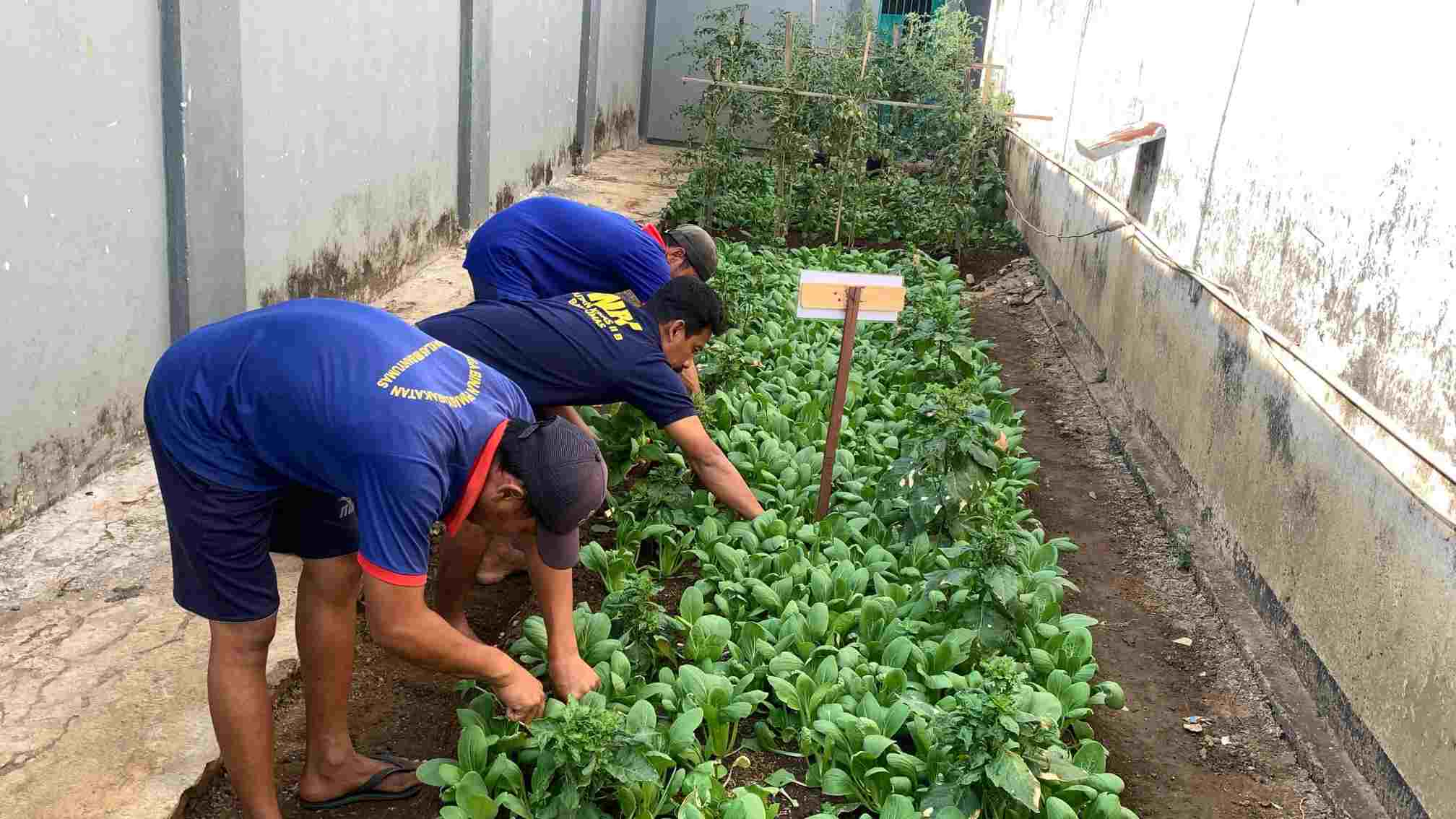 Rutan Banyumas Rawat Program Ketahanan Pangan, WBP Dilatih Disiplin dan Tanggung Jawab